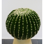 Barrel Cactus 24cm